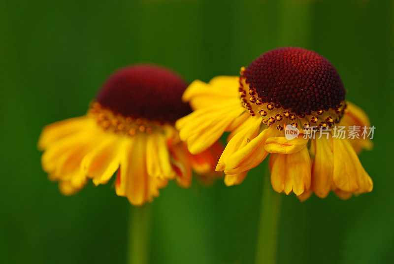 两朵Rudbeckia Hirta花的微距图片